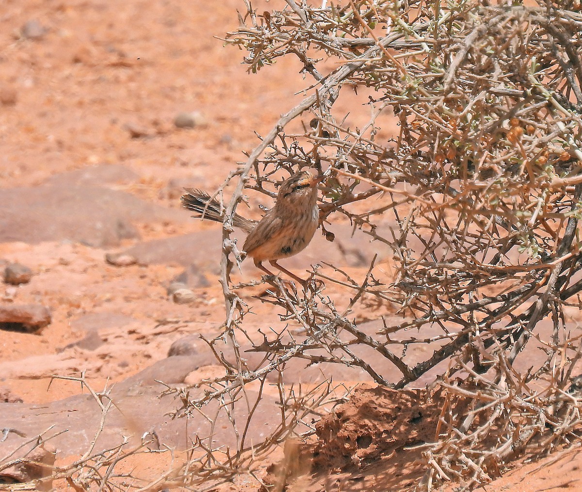 Scrub Warbler - ML640481163
