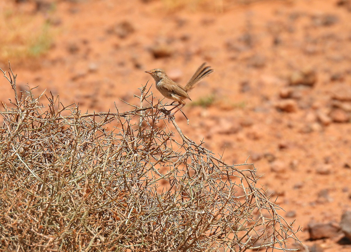 Scrub Warbler - ML640481164