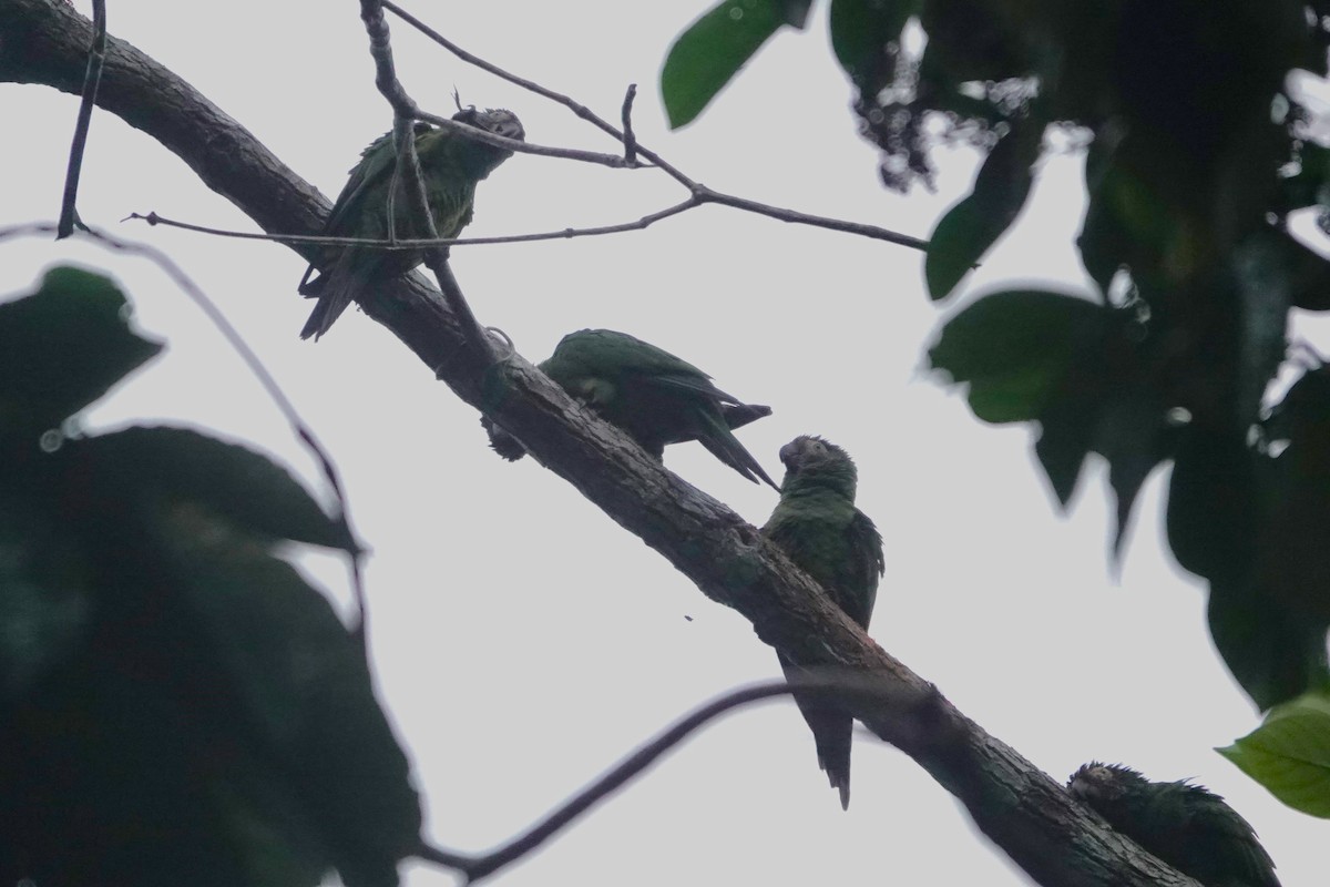 Dusky-headed Parakeet - ML640481173