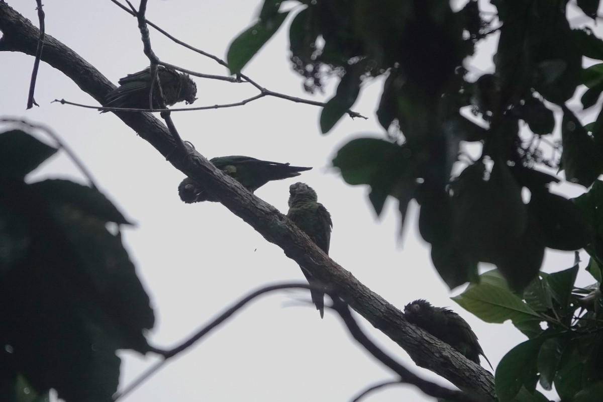 Dusky-headed Parakeet - ML640481174