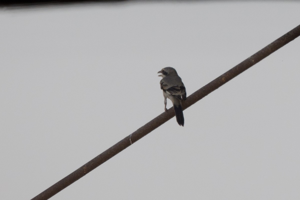 Great Gray Shrike (Arabian) - ML640481183