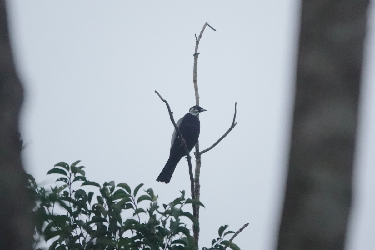 Bare-necked Fruitcrow - ML640481193