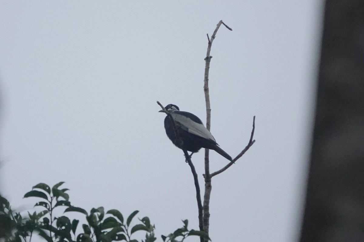 Bare-necked Fruitcrow - ML640481196