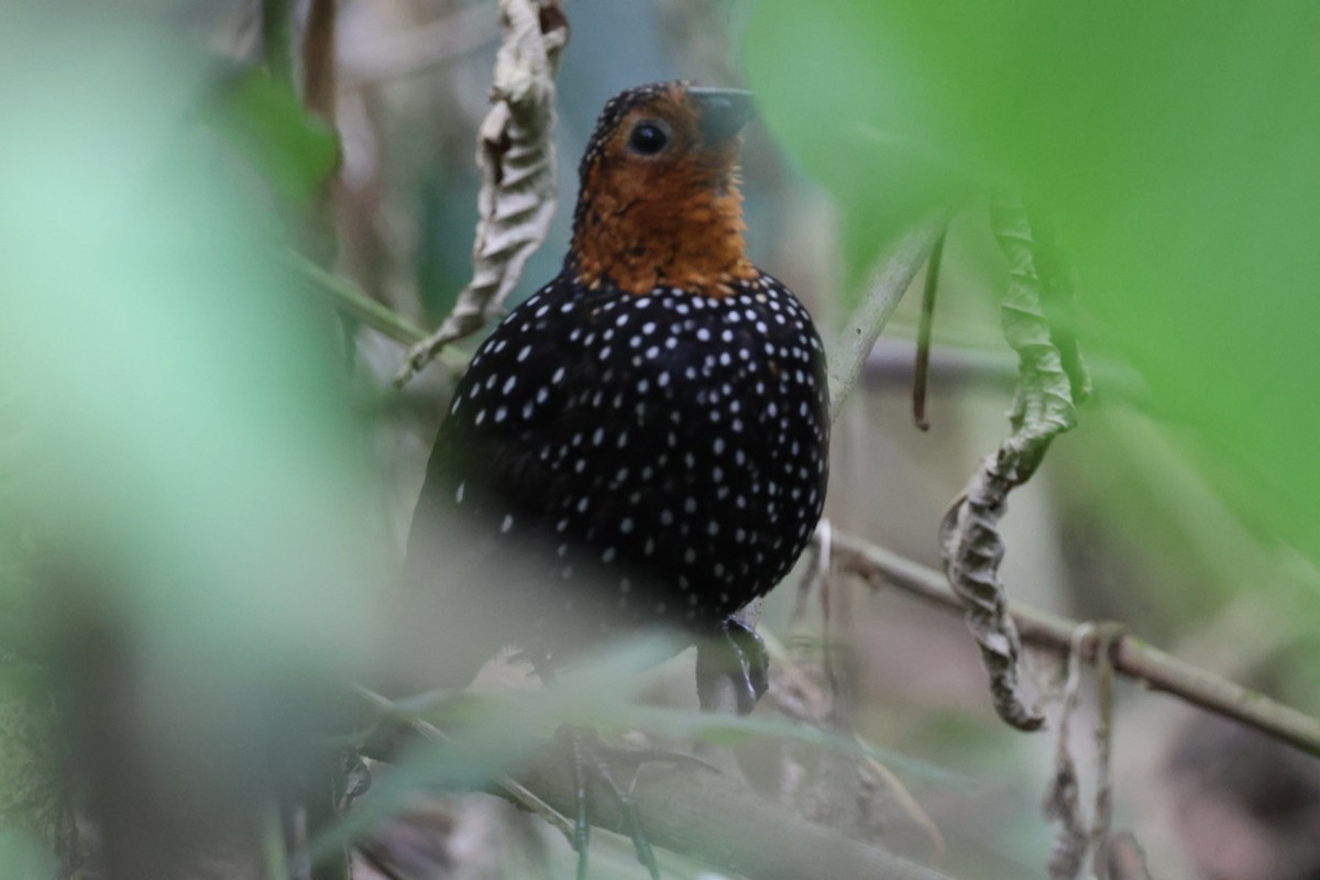 Ocellated Tapaculo - ML640481245