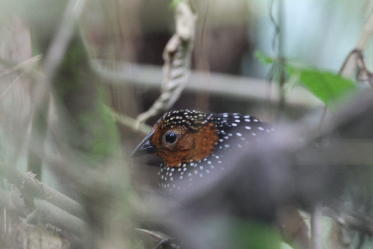 Ocellated Tapaculo - ML640481246