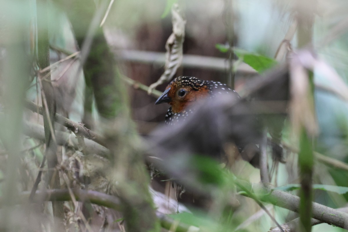 Ocellated Tapaculo - ML640481247
