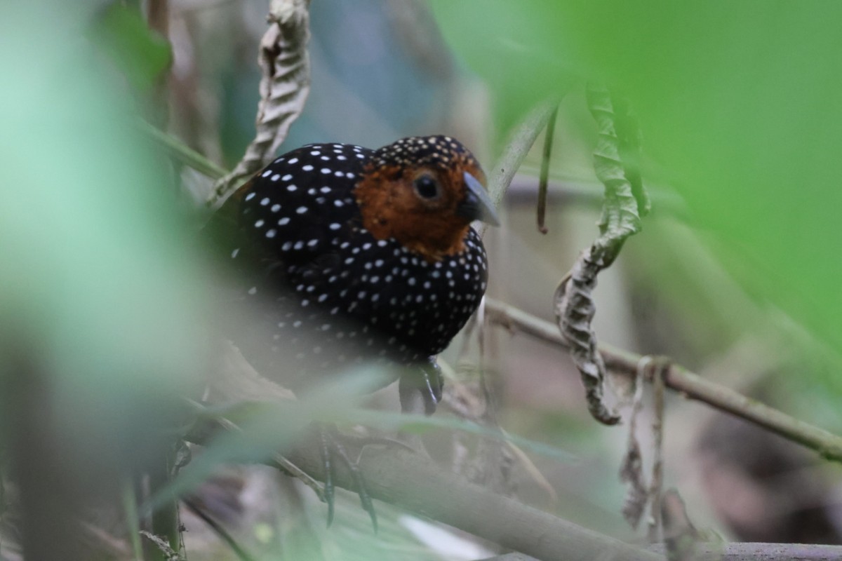 Ocellated Tapaculo - ML640481248