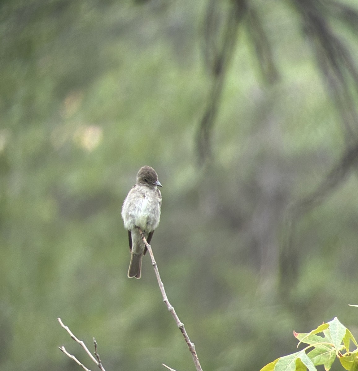 Western Wood-Pewee - ML640481265