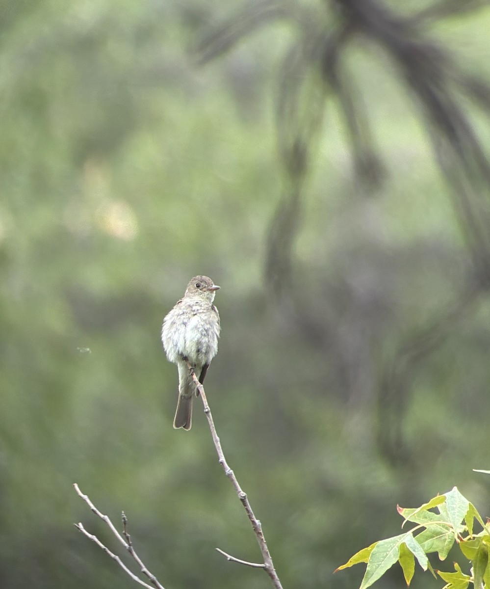 Western Wood-Pewee - ML640481266