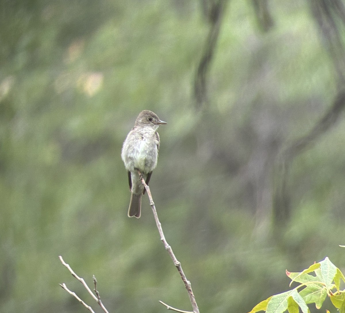 Western Wood-Pewee - ML640481267