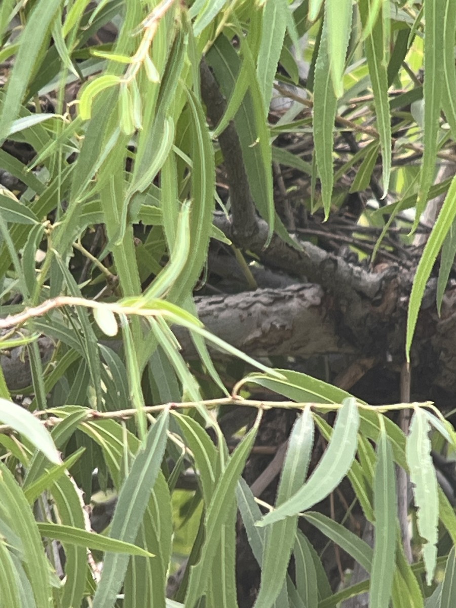 Yellow-billed Cuckoo - ML640481288