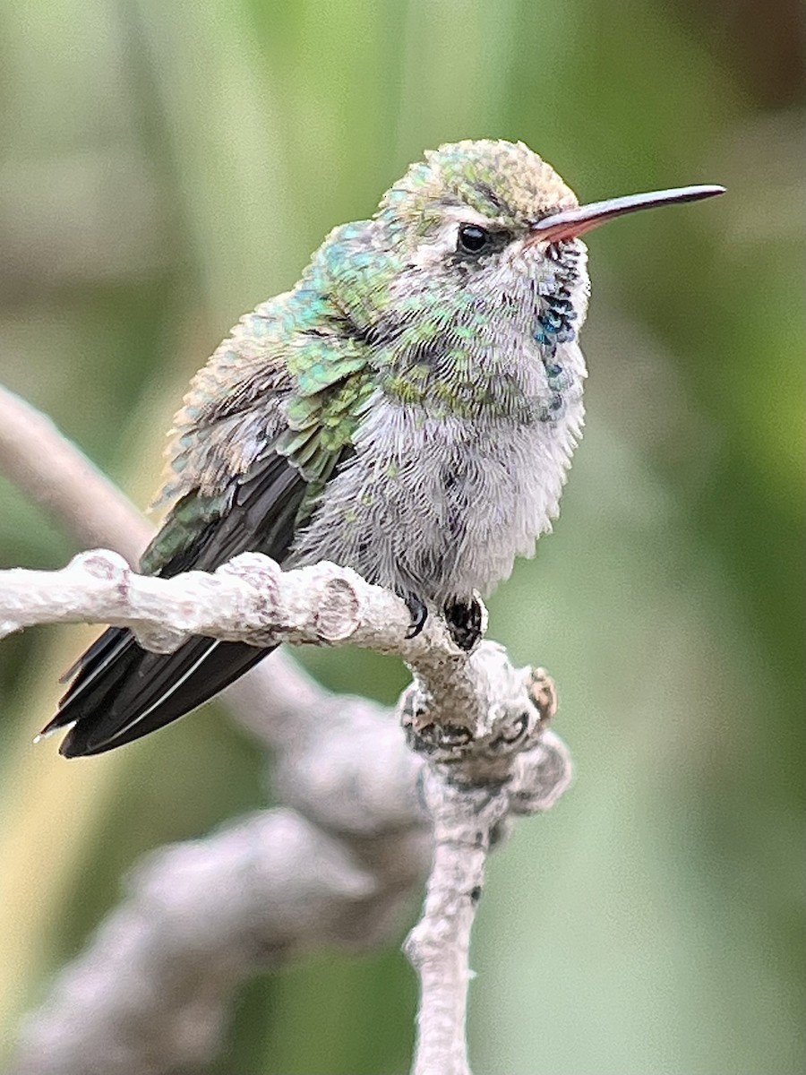 Broad-billed Hummingbird - ML640481300
