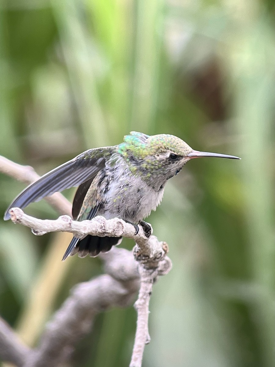 Broad-billed Hummingbird - ML640481301