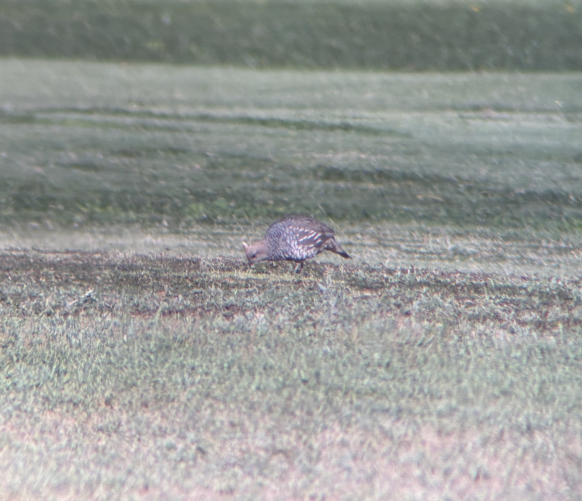 Scaled Quail - ML640481312