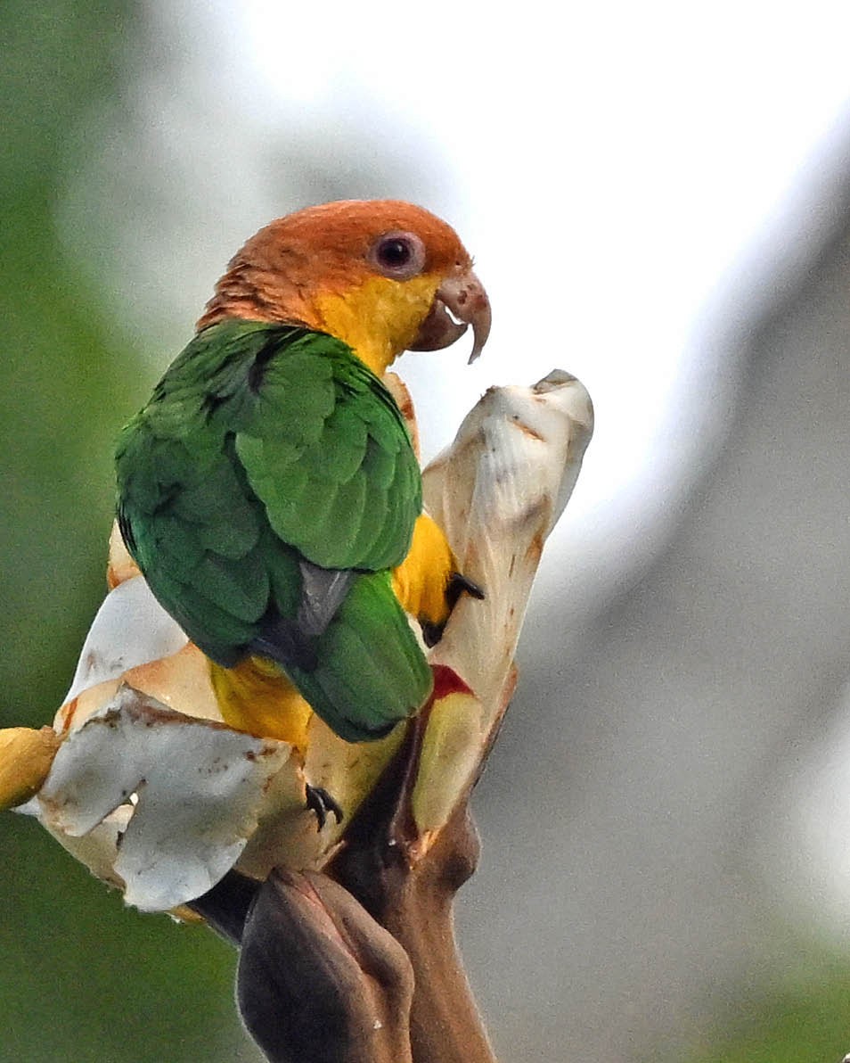 White-bellied Parrot - ML640481316