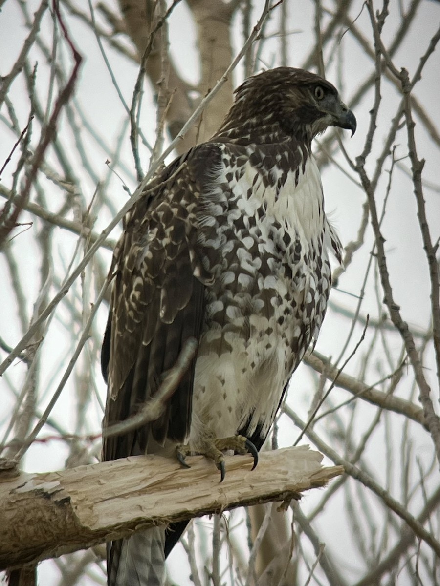 Red-tailed Hawk - ML640481317