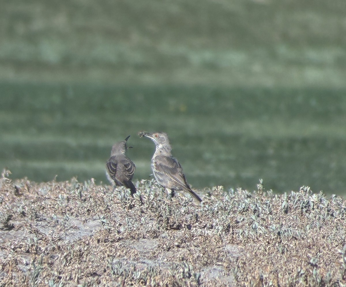 Bendire's Thrasher - ML640481374