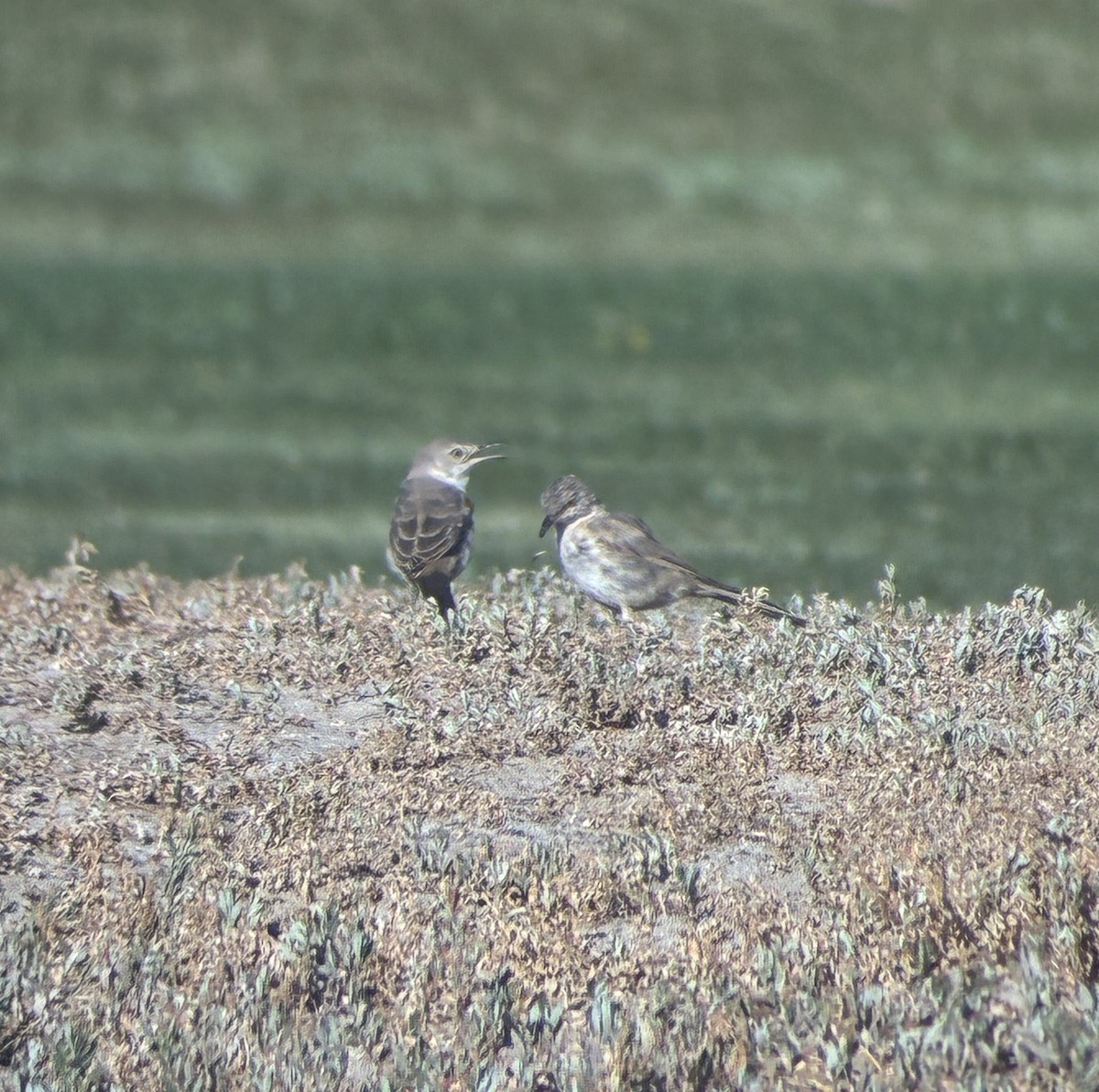 Bendire's Thrasher - ML640481375