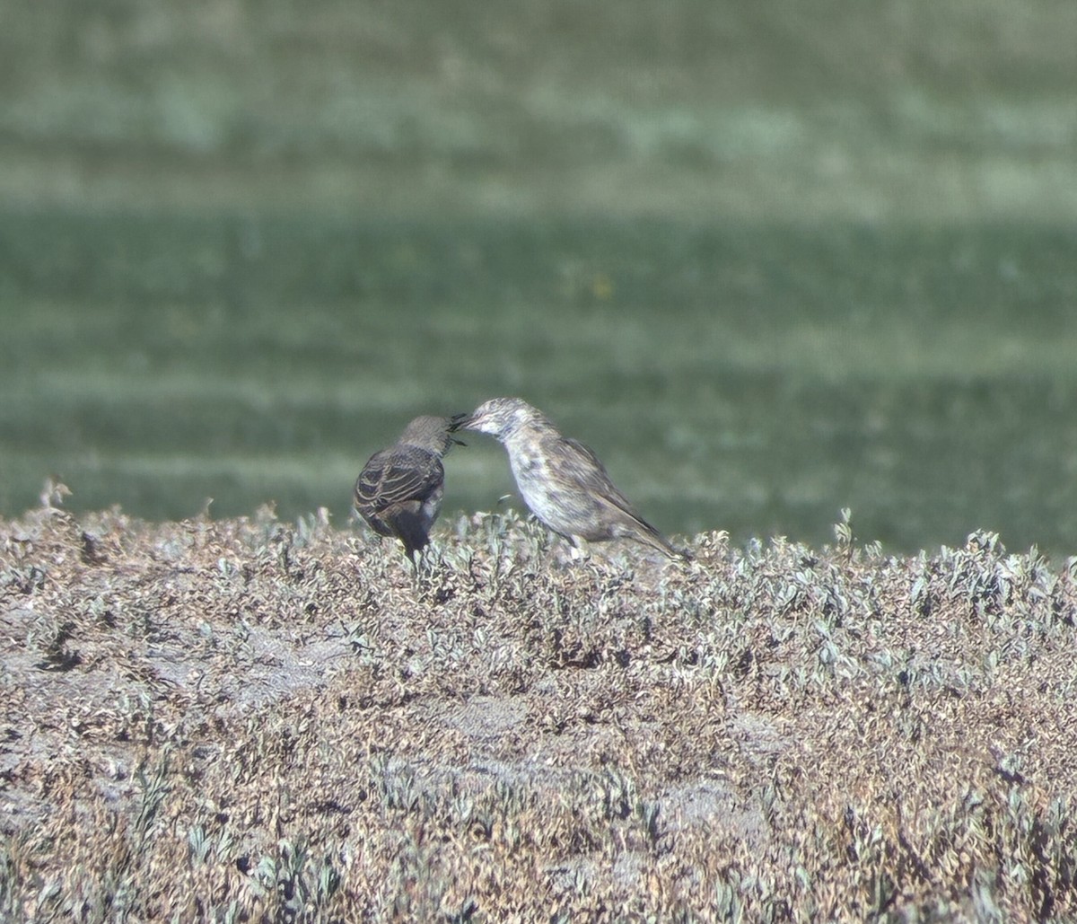 Bendire's Thrasher - ML640481376