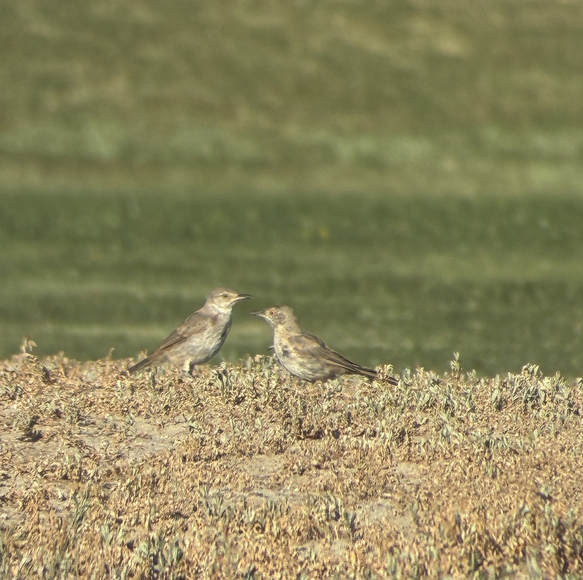 Bendire's Thrasher - ML640481377
