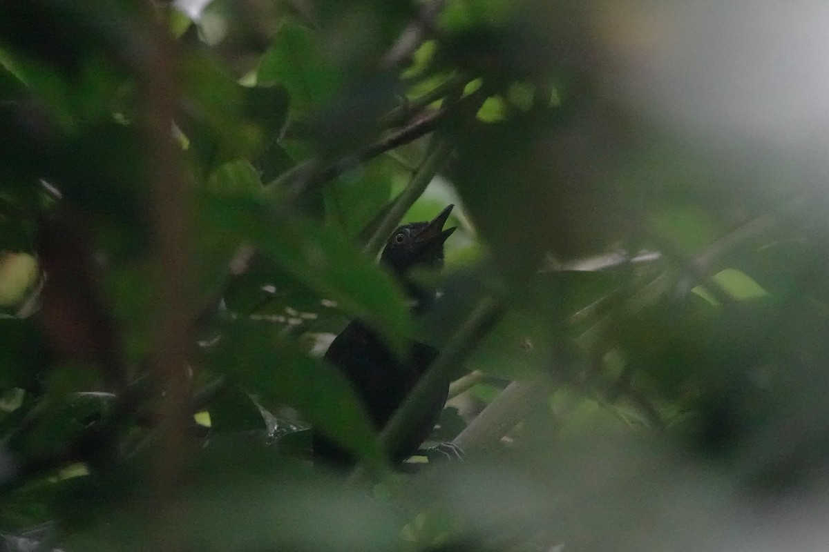 White-shouldered Antbird - ML640481421