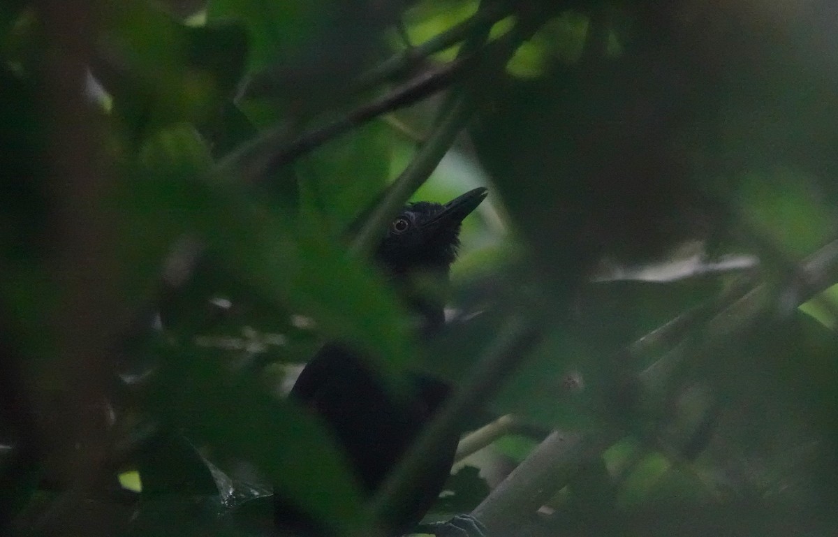 White-shouldered Antbird - ML640481423