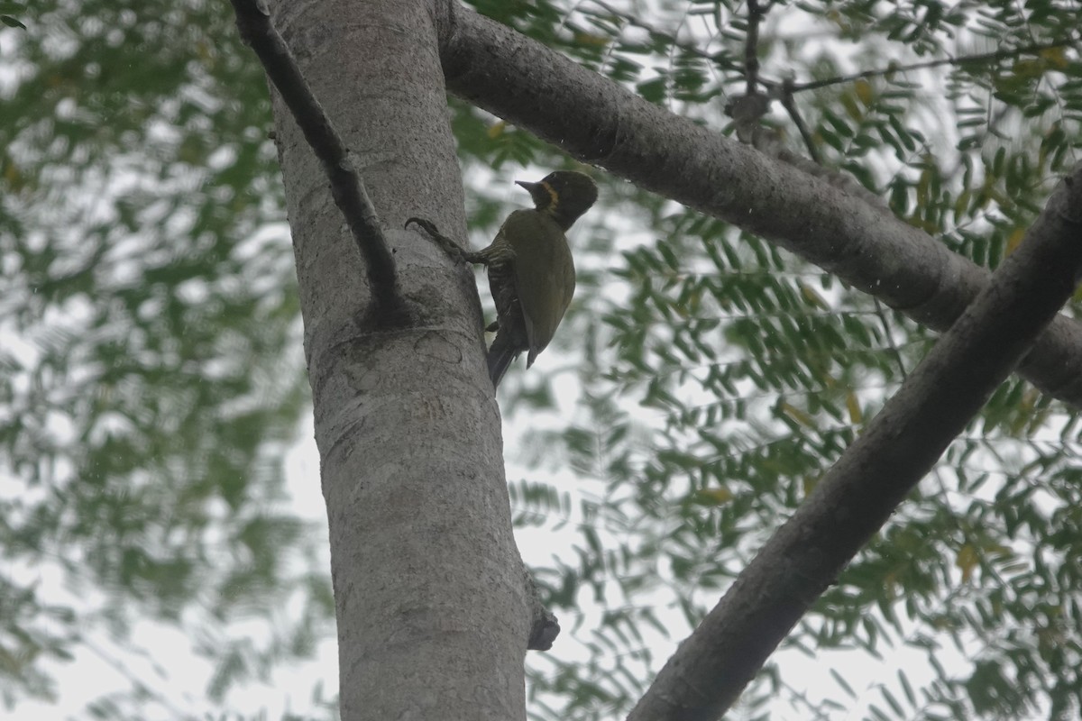 Golden-green Woodpecker - ML640481450