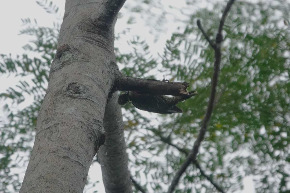 Golden-green Woodpecker - ML640481451