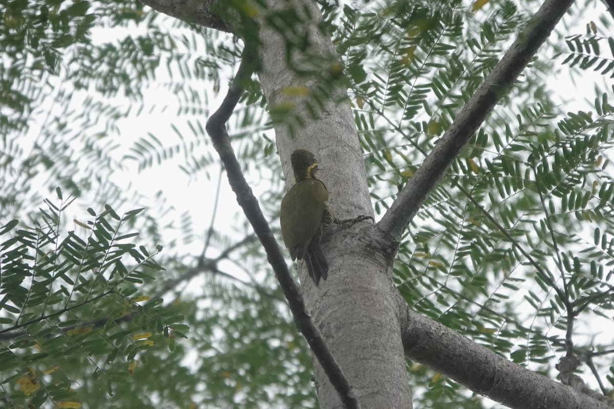 Golden-green Woodpecker - ML640481452