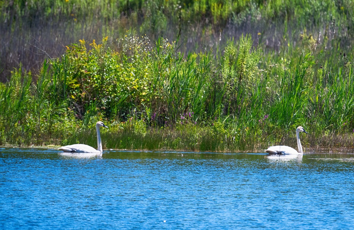 Trumpeter Swan - ML640481457
