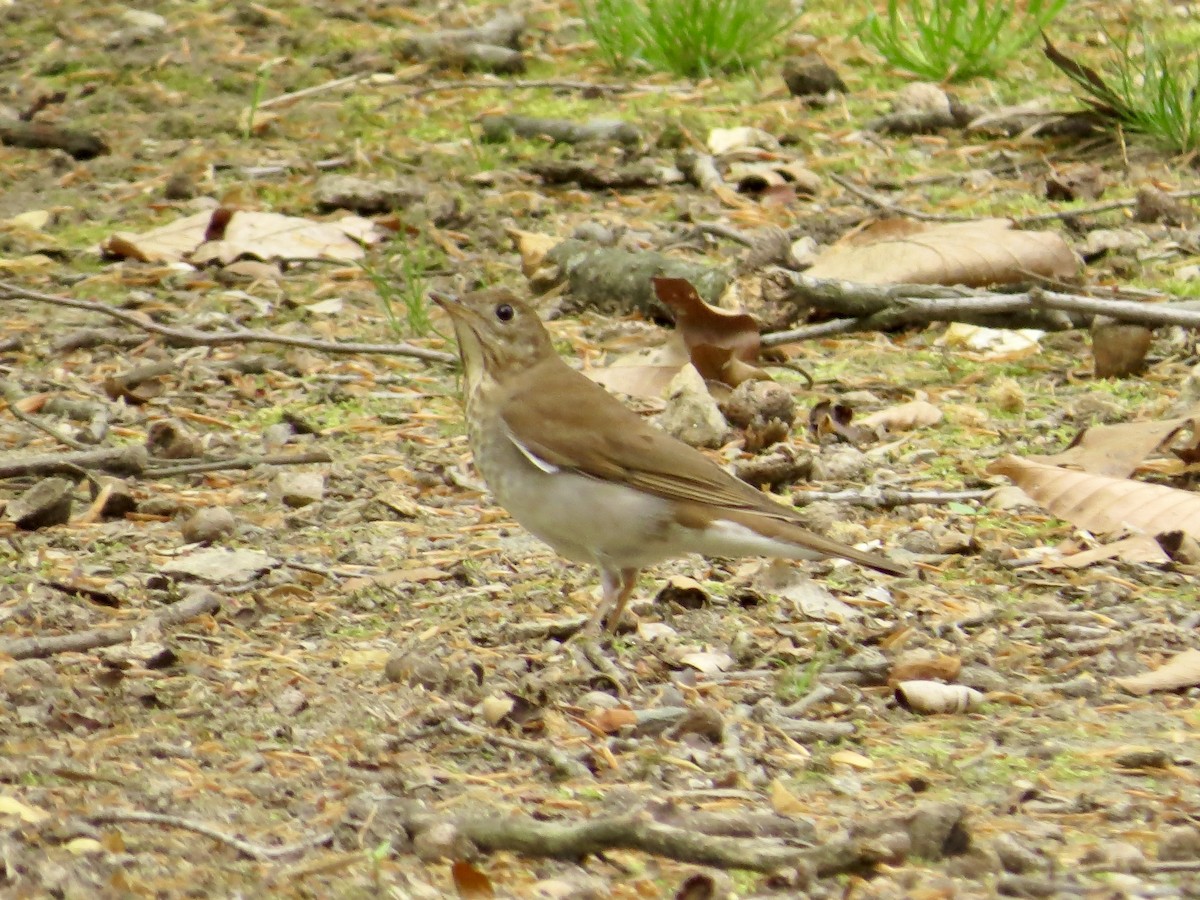 Veery - ML640481465