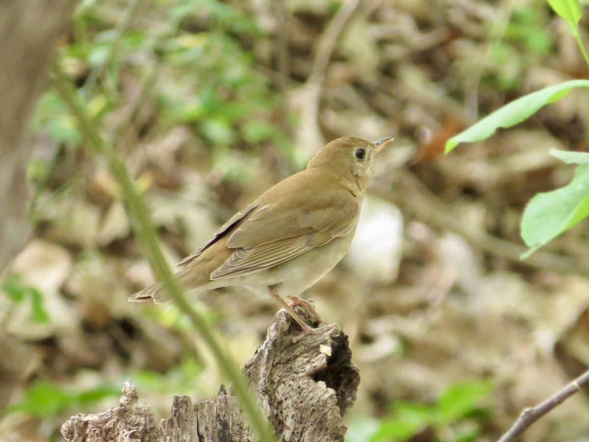 Veery - ML640481466