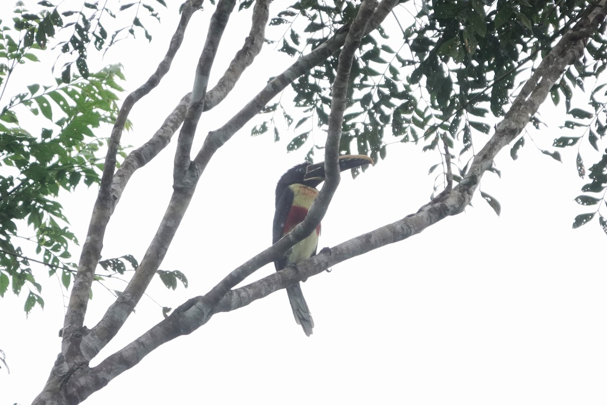 Chestnut-eared Aracari - ML640481487