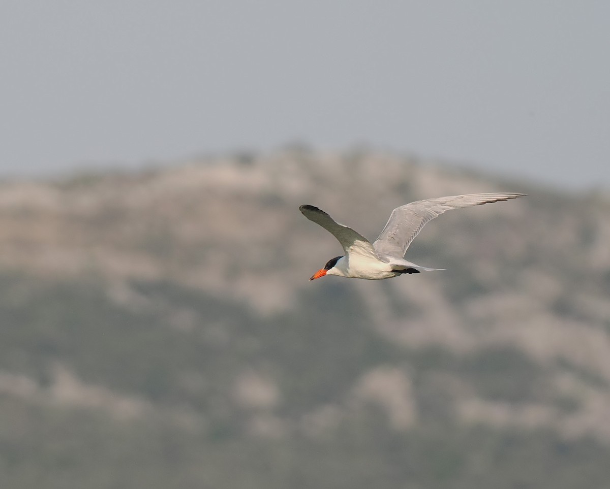 Caspian Tern - ML640481493