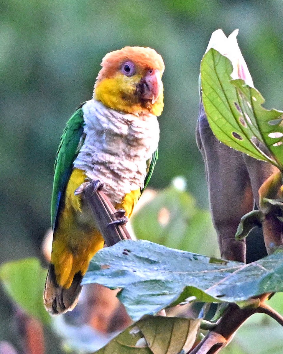 White-bellied Parrot - ML640481513