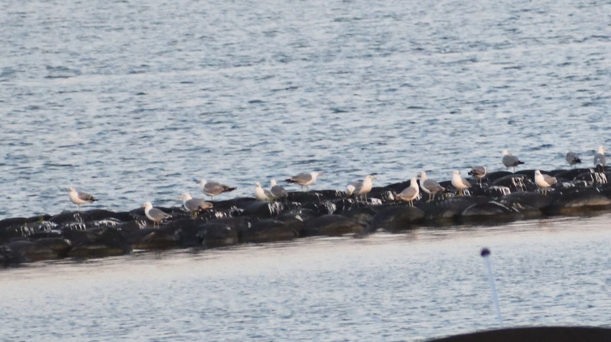 California Gull - ML640481526