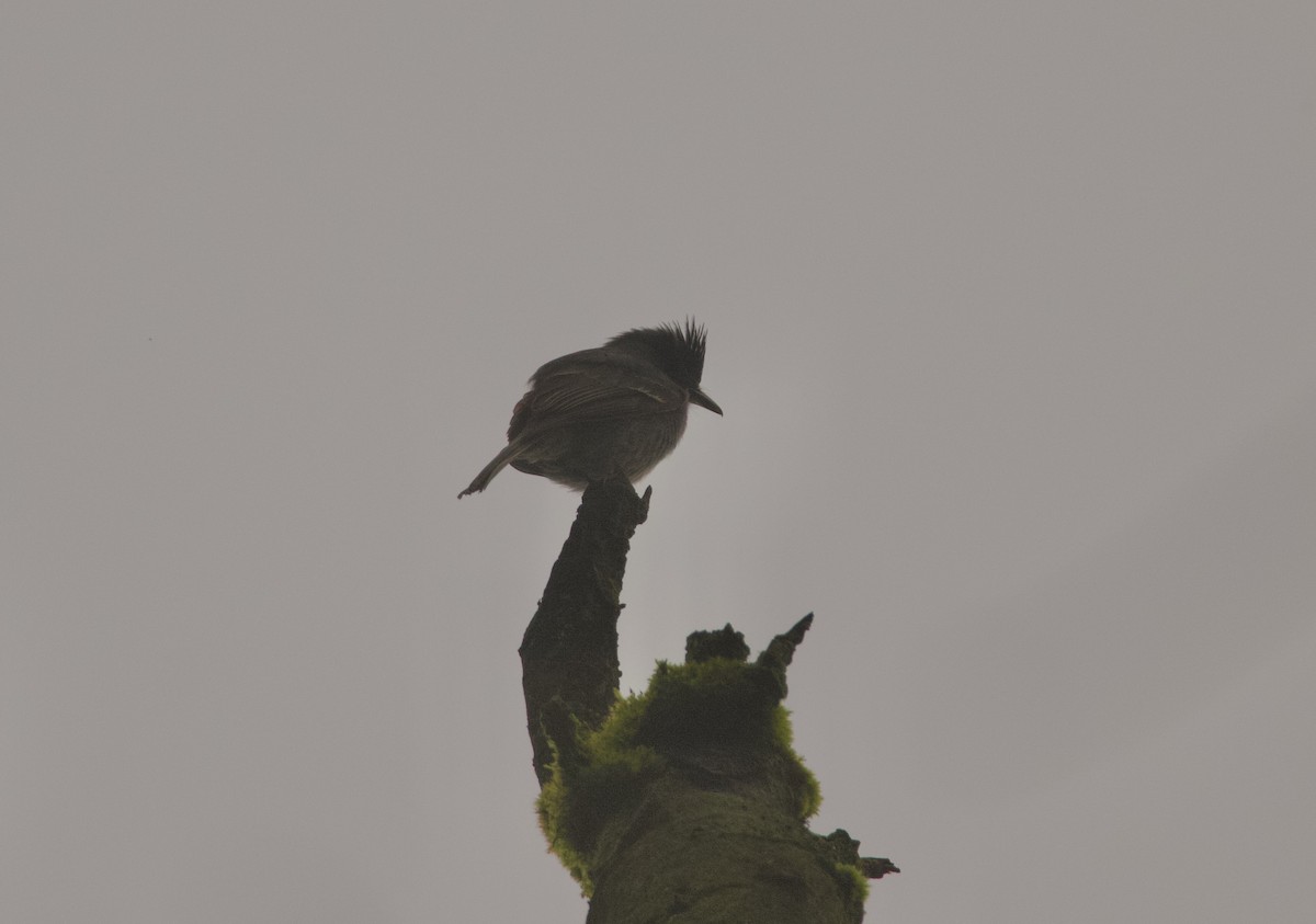 Smoke-colored Pewee - ML640481529