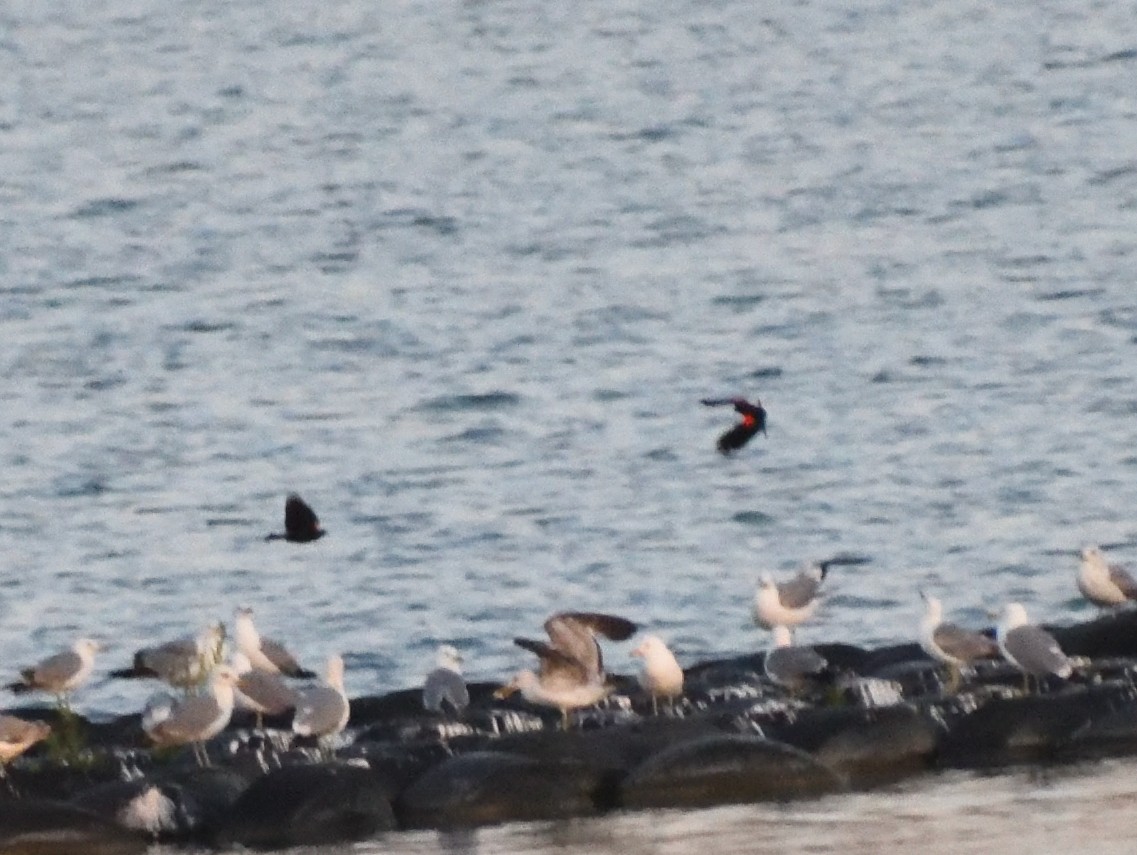 Red-winged Blackbird - ML640481530