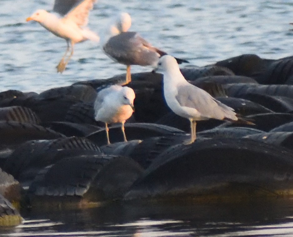Ring-billed Gull - ML640481537