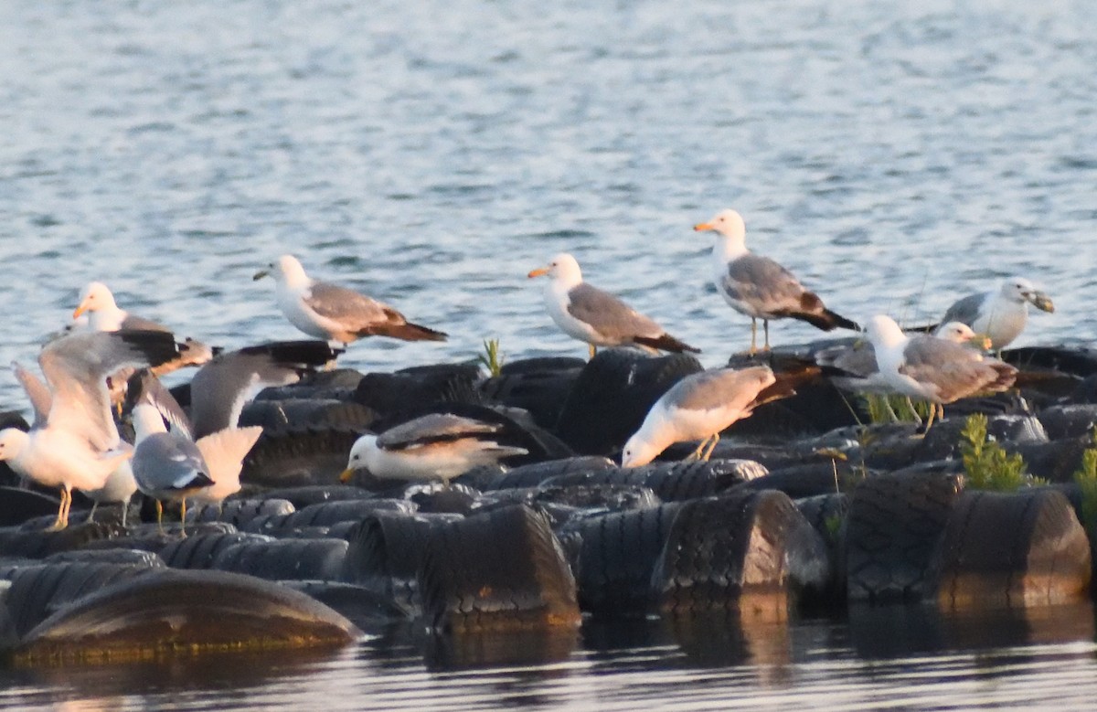California Gull - ML640481543