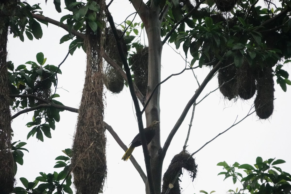 Russet-backed Oropendola (Russet-backed) - ML640481548