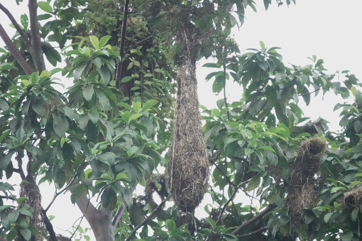 Russet-backed Oropendola (Russet-backed) - ML640481551