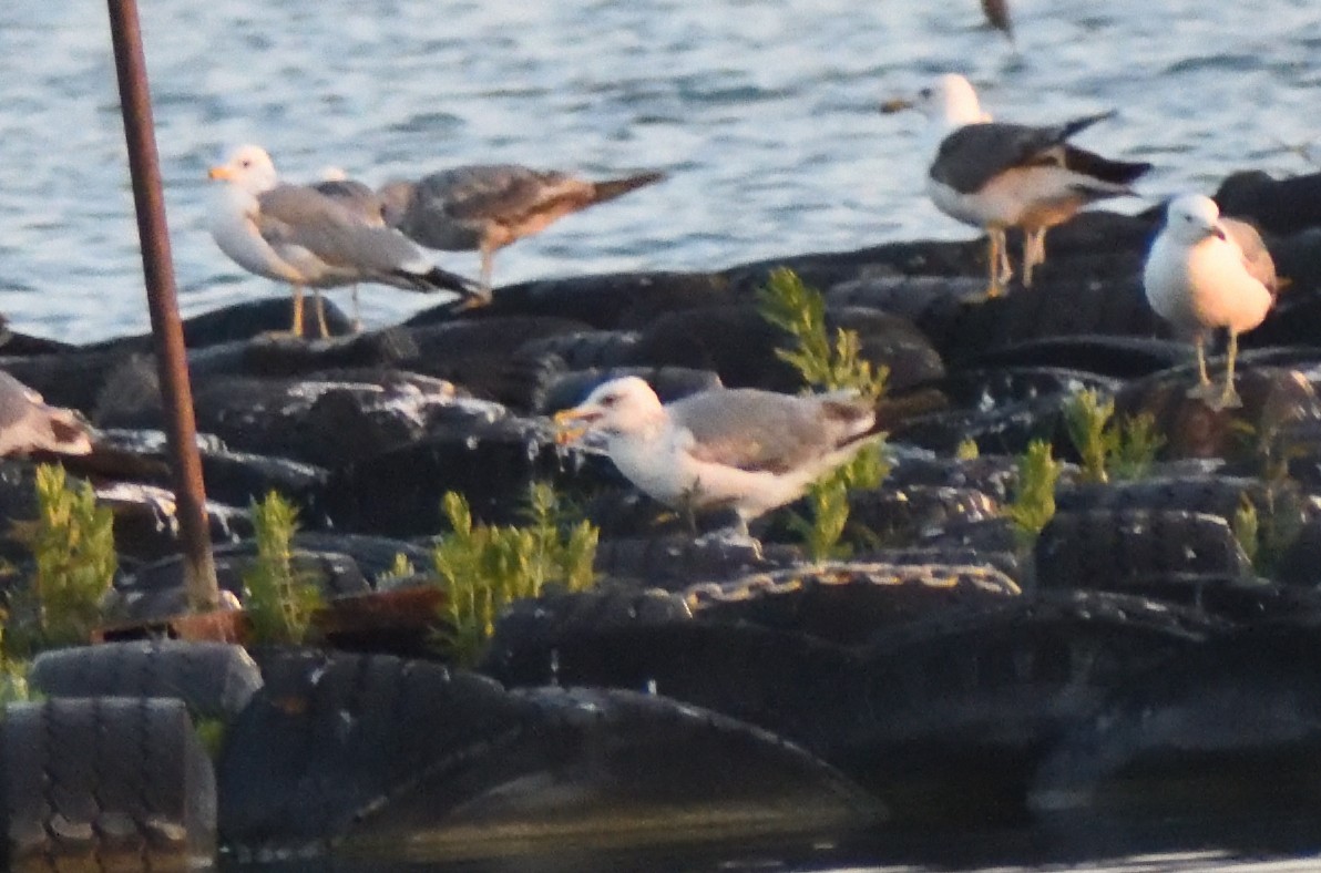 California Gull - ML640481553