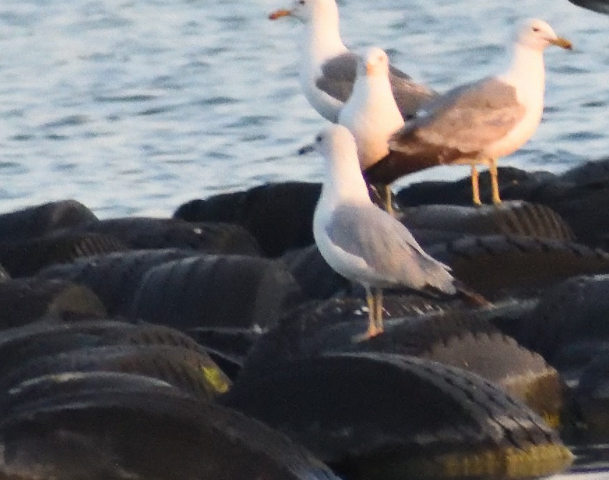 Ring-billed Gull - ML640481559