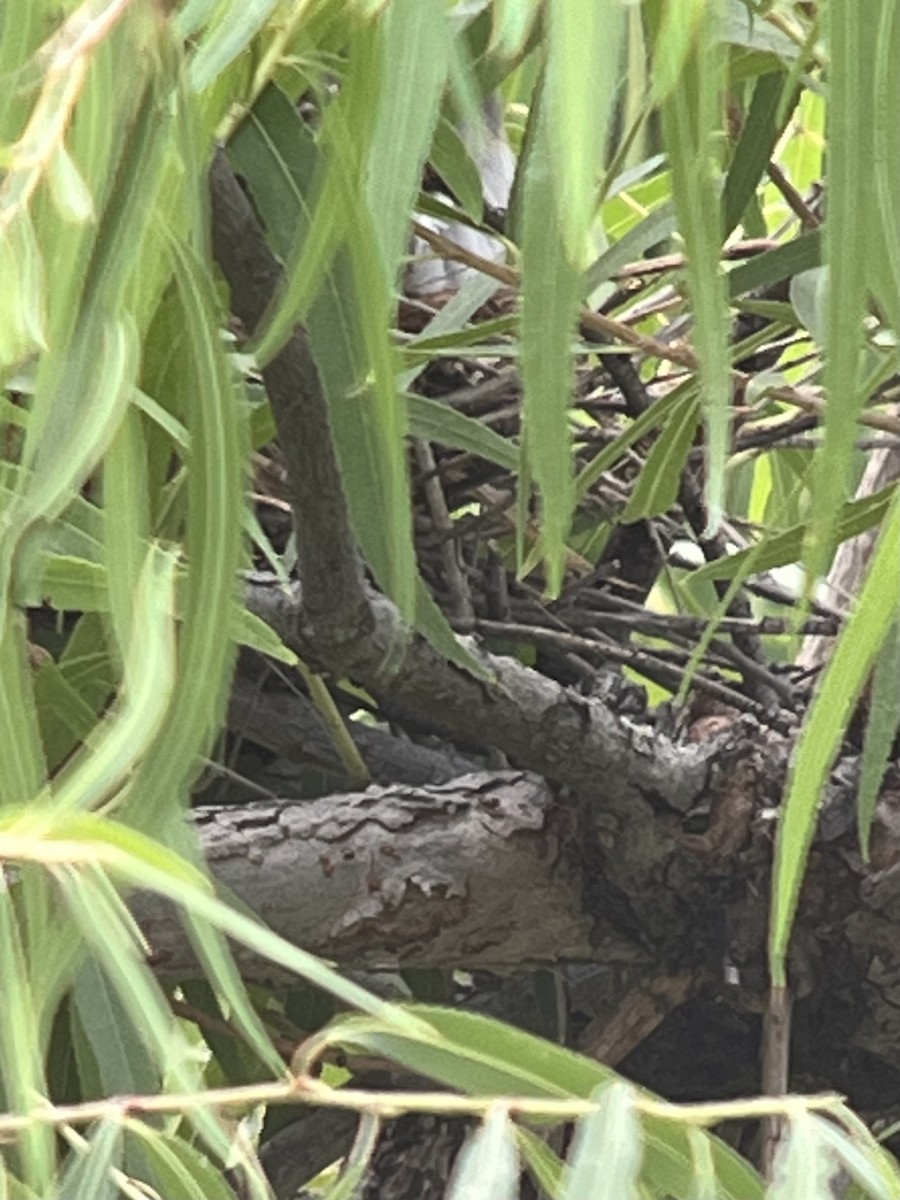 Yellow-billed Cuckoo - ML640481563