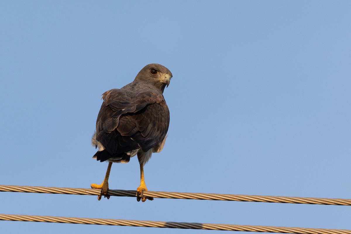 White-tailed Hawk - ML640481567