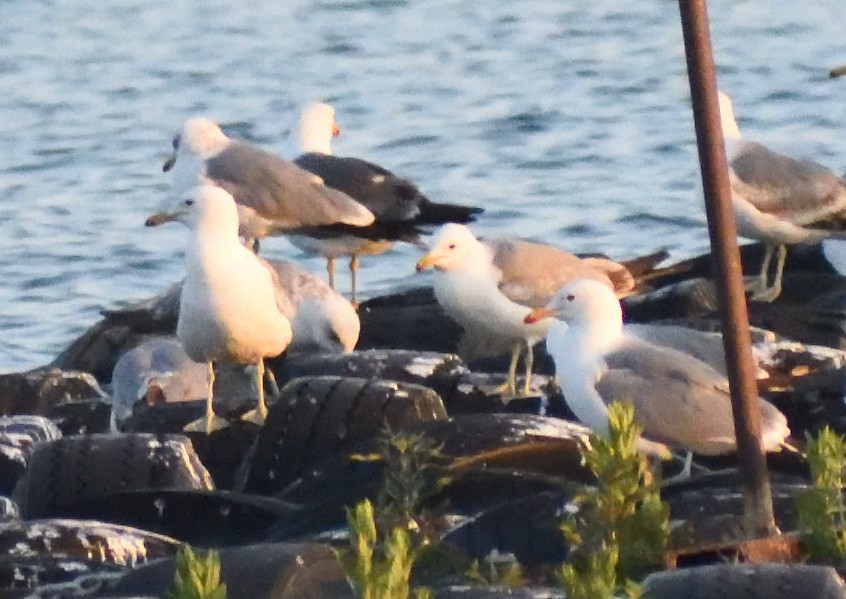 California Gull - ML640481569