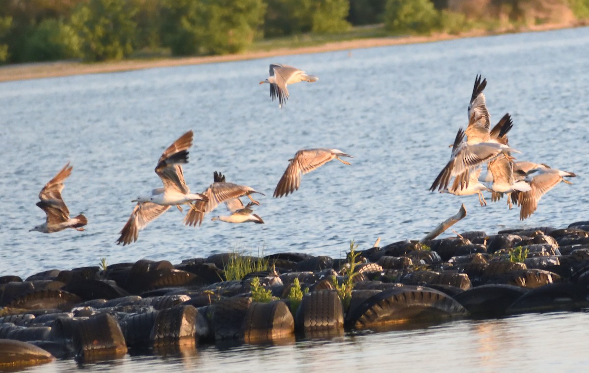 California Gull - ML640481579