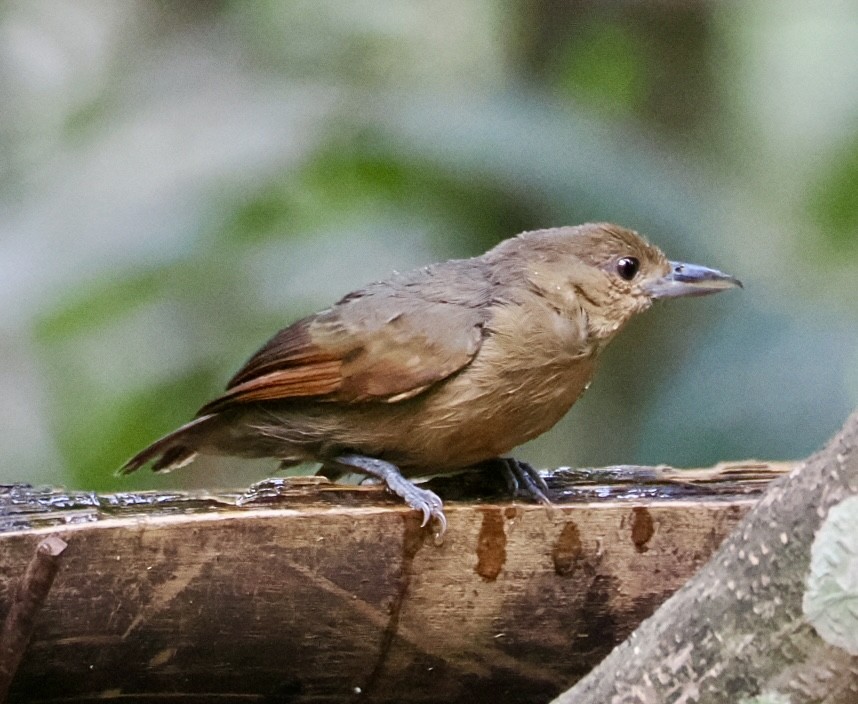 Cinereous Antshrike - ML640481594