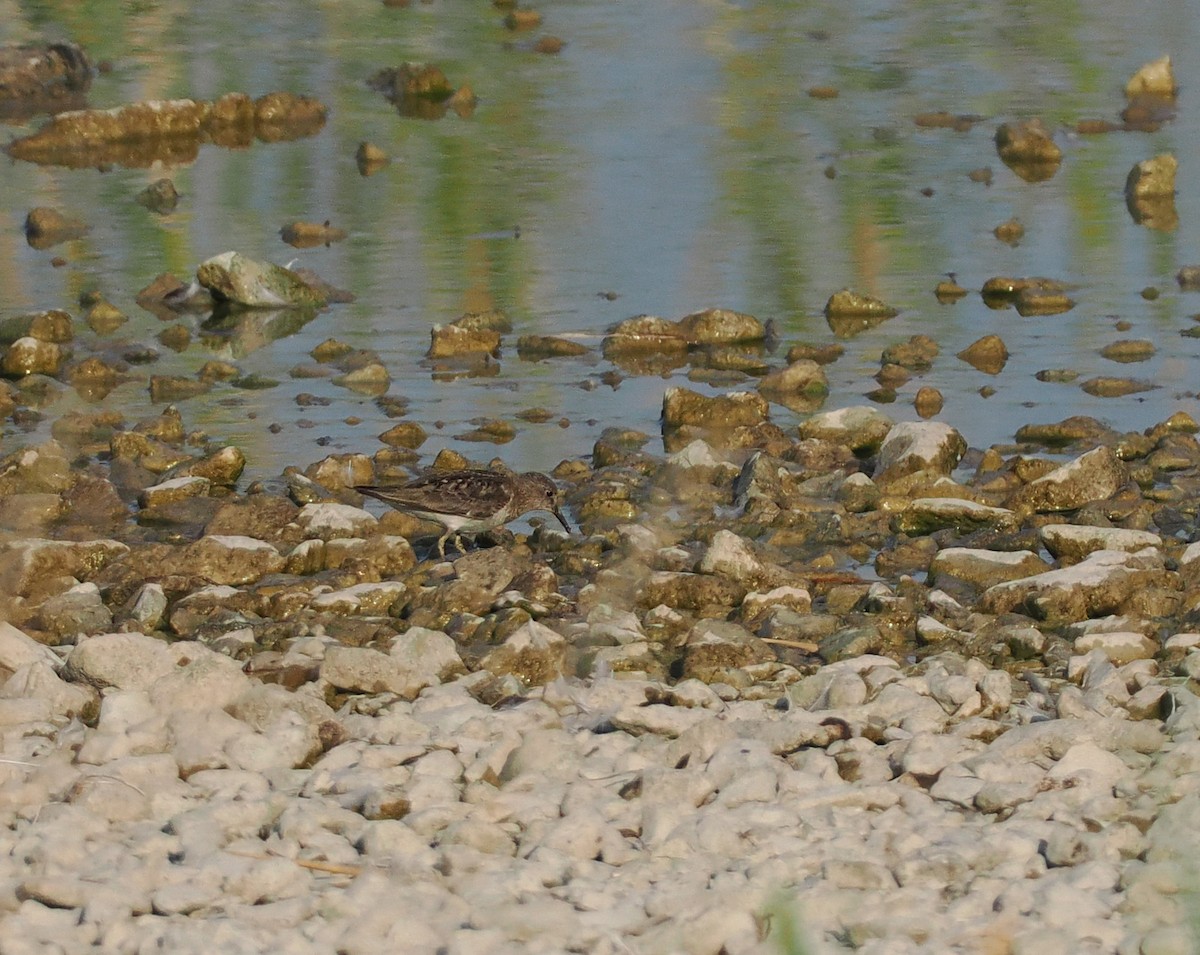 Temminck's Stint - ML640481599